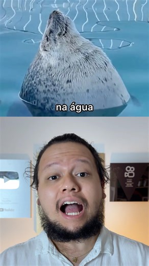 WHY DOES THE SEAL HIT YOUR LITTLE BELLY?