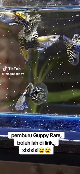 Discover Rare Guppy Varieties: Platinum Gold Black Dragon