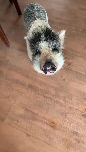 Chewy preparing me to have a toddler since day one. Also if you think wet dog smells bad, you haven’t smelled a wet pig. #pigs #petpig #potbellypig #housepet #farm #farmlife #hobbyfarm #hobbyfarmlife #toddlersoftiktok #toddlermom