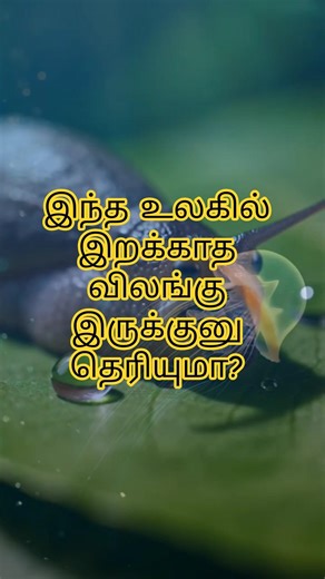 Rare Animal Facts Tamil#shorts#trending