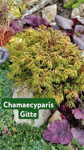 Chamaecyparis obtusa Gitte#Кипарисовик Гитте#gitte