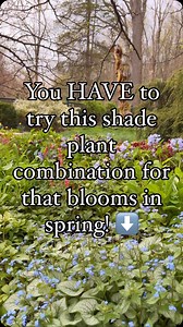 Explore the sophisticated charm of shade gardening with gorgeous flowering perennials that will return year after year. This soothing plant combination is low- maintenance, blooms in the spring, and will brighten up shadier corners in your garden. 🌸 This view is located in my backyard zen garden and lends a calming, peaceful vibe to the space that I really enjoy this time of year. And I think you will too! 🌸 Here’s what to plant! 🌸Brunnera 🌸Hellebores 🌸Bleeding Hearts 🌸Virginia Bluebells A