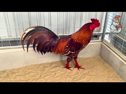 Basic Training Tips for Young Roosters