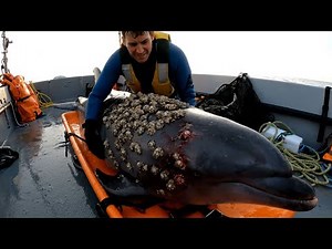 Dolphin Rescue: Barnacle-Covered Bottlenose Saved & Set Free #dolphinrescue #animalrescue