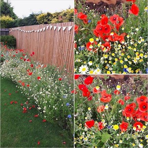 3K reactions · 805 shares |  Beebombs - the perfect Christmas present or gift for yourself, friends or family! Native Wildflower seedballs that need no gardening skill & help bring the bees back. Cruelty free, no plastic in our packaging and dispatched next day with free delivery. | Beebombs | Facebook