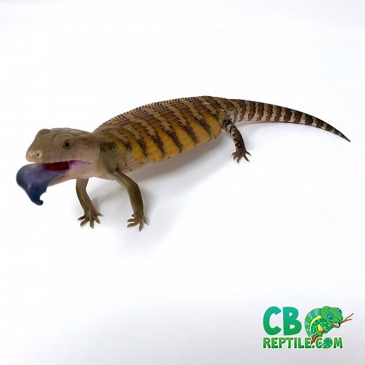 Northern Blue Tongue Skink for sale