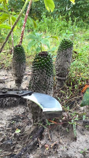 Wild Konjac Plant found in Thailand ✨” #reelsfypシ #foryouシ | Oat To Themoon