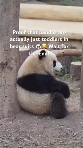 Pandas are the 1% bear and 99% chaotic toddler 🐼😂 #shorts