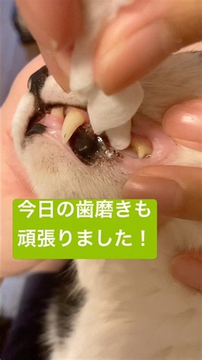#猫 #お手入れ #歯磨き 2026/9/27