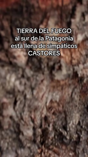 Castores: La invasión del fin del mundo en Patagonia