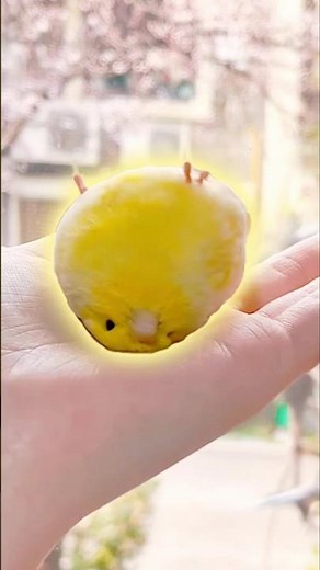 Meet the Mango Pudding Bird #animals #cute #bird