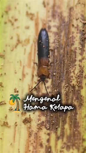 BRMP Tanaman Palma on Instagram: "Halo #temanpalma Kali ini kami bagikan informasi Tentang Hama Brontispa Longissima. Semoga bermanfaat. 🙏 #brmp #palma #agromodern"