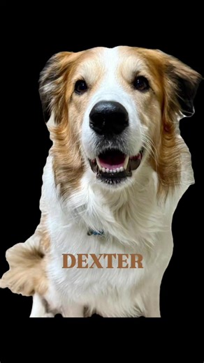 Adorable Adoptable Dogs at Canine Rescue of Central PA in Dillsburg PA #dontshopadopt #adoptadog