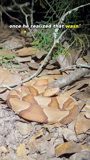 Herping at an Airbnb in small town Texas 🤠🐍 #herping #critters #snakes #wildlife #nature #copperhead #viper #outdoors #exploring #narration #bugs #backcountry #texas #austintx #venomoussnakes #spider #spooky #swamp | Wild Attractions