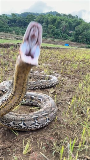 Mike Holston on Instagram: "Giant Man eating python wants a taste of..currently Moving through a rice field in Sulawesi 🇮🇩"