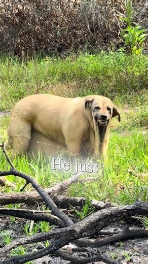 This Dog’s Rare Condition Will Break Your Heart ❤️‍🩹