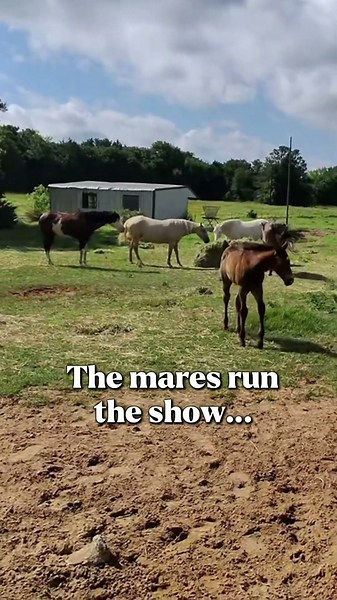 🐴 Chrome Was Busy Being a Stallion… Story Had Other Plans 🤦🏼‍♀️😂 #horse #foal #equestrian