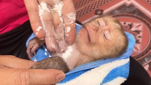 22K views · 723 reactions | Awesome Mom Apply Baby Powder For Tiny Baby Liheang While Sleeping | Monkey Kid | Facebook