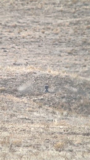 ‪@DesertTechUT‬ SRSA2 taking 450y 6” plate to POUND TOWN w CMP overrun 308 ammo