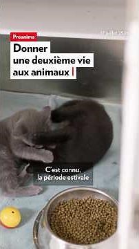 Deux fois plus d’animaux abandonnés qu’en début d’année #lapresse #adoption #quebec #montreal