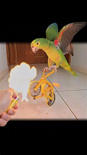 Cycling Flame Parrot #parrot #birds #bike #aura #cycling #cyclist #bicycle #pets #petshorts #meme