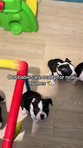 Boston Terrier Puppies Ready for New Homes — Boston Terrier Adoption Guide