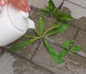 64K views · 117 reactions | Clever garden tips for spring season! | 5-Minute MAGIC | Facebook