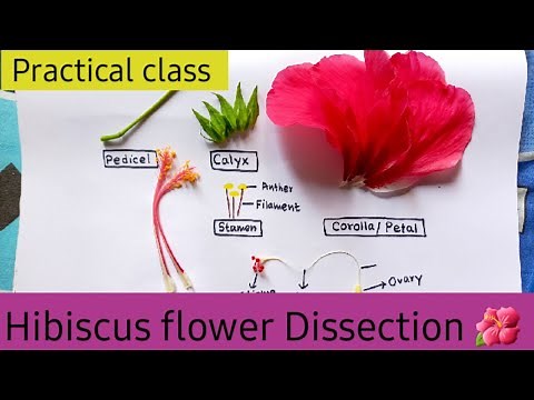 Dissection of Hibiscus Flower Practical Class 11 //China Rose Dissection Experiment #practical