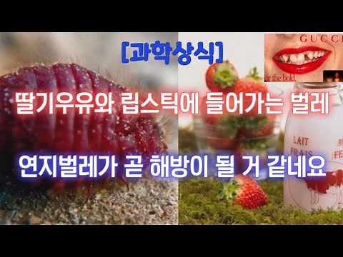[과학상식] 딸기우유와 립스틱에 들어가는 연지벌레를 아시나요? 🍨💄 연지벌레의 부작용과 문제점 🪱