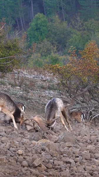 Fallow Bucks Fighting During Rut in Bulgaria