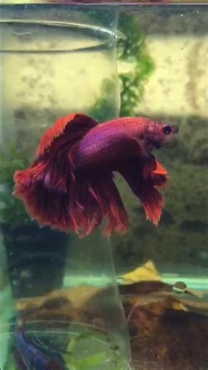 Stunning Red Betta Fish Close-Up Video ♥️ #shorts #halfmoonbetta