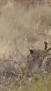 705K views · 4.2K reactions | Hunter becomes the hunted略 | Wild Animals. | Facebook