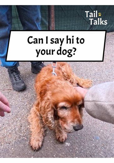We met the sweetest senior Cocker Spaniel walking in the park in London! Her favorite part of the walk is saying hello to all the humans along the way! #cockerspaniel #spaniel #dogs #dogsoftiktok #streetinterview
