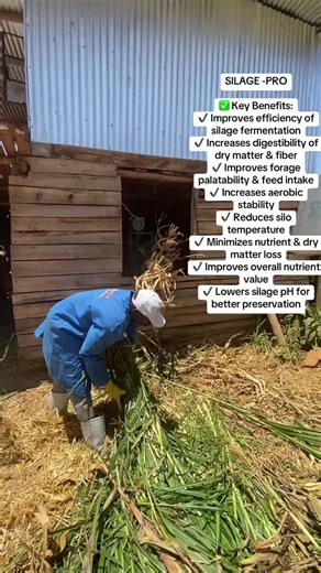 Biozone KE on Instagram: "SILAGE PRO Key Benefits: ✔ Speeds up proper fermentation ✔ Lowers silage pH quickly ✔ Reduces nutrient and dry matter loss ✔ Improves digestibility and feed intake ✔ Enhances smell and taste ✔ Reduces mould and spoilage ✔ Supports better milk production Make every harvest count with Silage Pro."