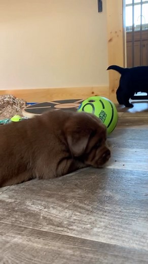 16K views · 4K reactions | Nothing cuter than a chocolate drop 癩 #chocolatelab #labpuppy #puppylove #dogsrule #harleebug #readyforpuppies #englishlabs #dogs #dogsofinsta #talesofalab #worldoflabs ##ilovedogs #dogsrule #feedrealfood #healthydogs #puppies #cutepuppies #blacklab #yellowlab #chocolatelab #adorable #naturallyreared #rawfed | Chalk Pond Retrievers | Facebook