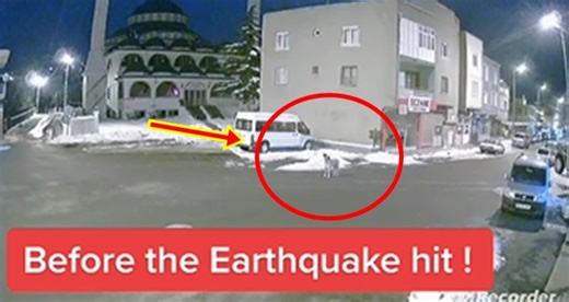 Video of Dog Howling Before the Earthquake Hit Turkey Goes Viral