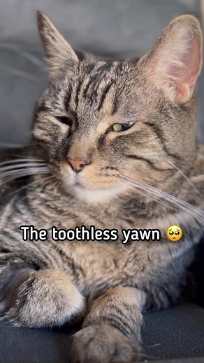 It’s cozy day for this toothless queen! #pennythecat #toothless #talkingcat | Aymie Herman