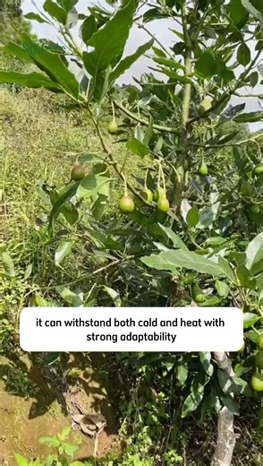 358K views · 3.7K reactions | Dwarf Avocado HASS Tree | Dodo Garden | Facebook