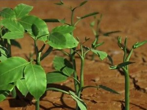 氨水的基础知识及应用#化学