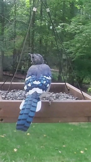 Northern Cardinal and Blue Jay Share a Feeder Moment