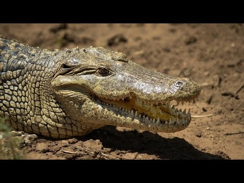 Inside the World of Crocodiles | All About Crocodiles! | Animal Adventures for Kids