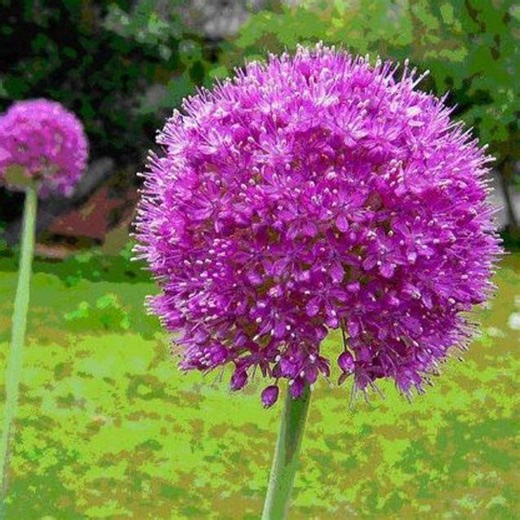 Heirloom Allium Giganteum Giant Onion Bulbs with Allium Sensation Mix Purple Flowers