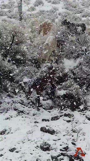 34K views · 1.8K reactions |  Out there in the snowy wild, horses...