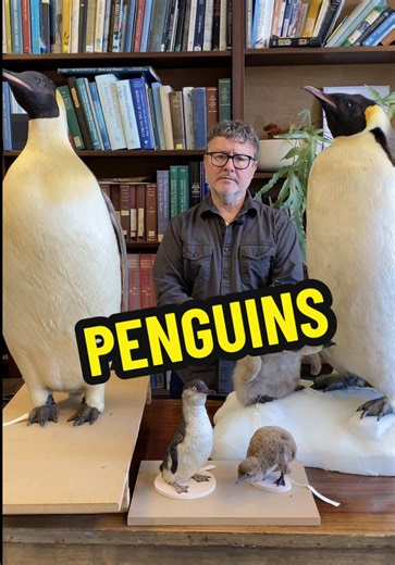 Amazing Facts About Penguins and Their Unique Adaptations