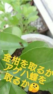 《🌱金柑が/種から育ち/苗に成る/実りを邪魔する/アゲハ悩まし🐛‼️》
