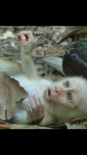 His loud cry becomes a symbol of survival | Nature Life