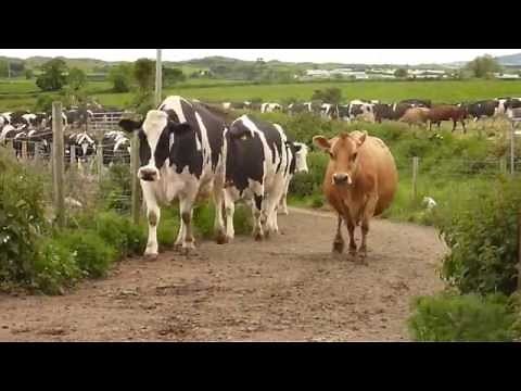 How it's made - MILK