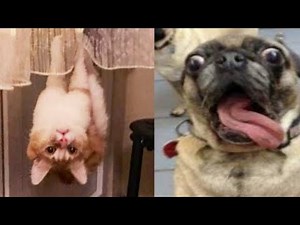 Weee Meme Tiktok - Funny Pets Fail Moments Compilation😆 #4