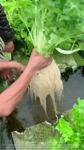 Hydroponic celery roots burst tray growth #shorts #hydroponics #farming