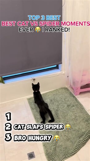 BEST CAT VS SPIDER MOMENTS 😭🕷️